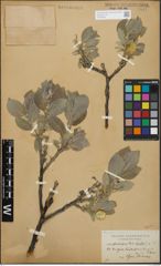 Foto von Salix glandulifera Flod. x Salix lanata L.